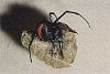 Redback Spider