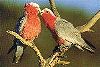 Galahs